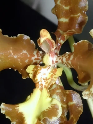 Bild von Oncidium curtum 4